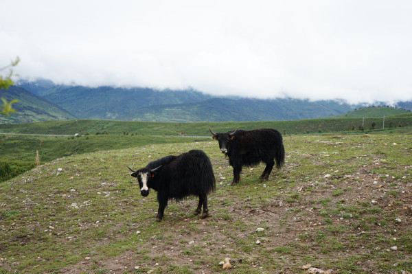 成都黄龙九寨沟路线安排,九寨沟黄龙自驾游攻略详细