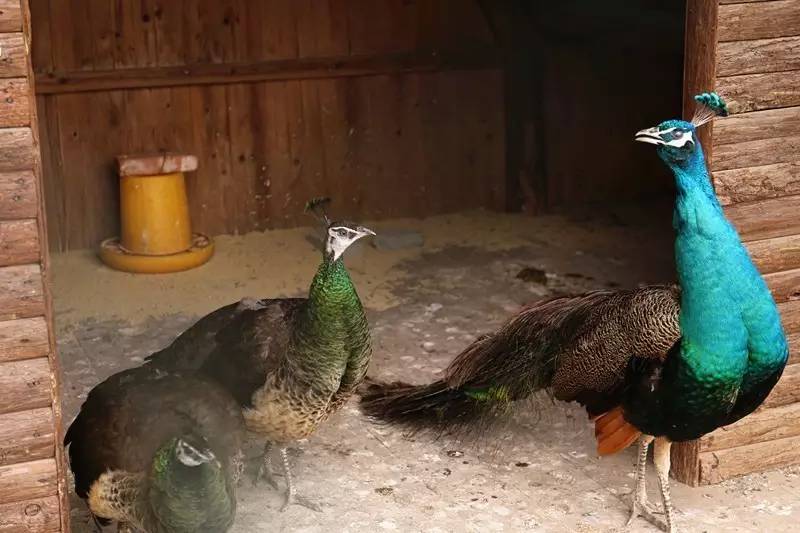 城北踏春“新宠”！全球最美的城市出口，8万平方米的天子岭生态公园！带ta来