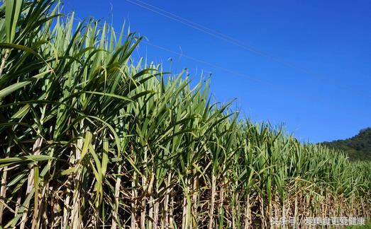 春天适合喝红糖姜茶水吗,春天适合喝哪一种茶
