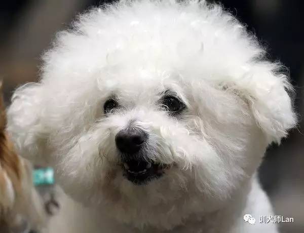 比熊,贵宾犬眼睛周围出现难看的泪痕,怎样获得微笑干净的脸?