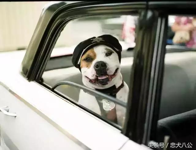 比较好的犬舍有哪些,犬舍和专业犬舍