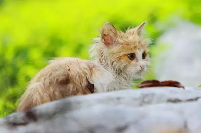 看到校园里陌生的异性同学狼狈淋雨，你会主动帮忙吗？