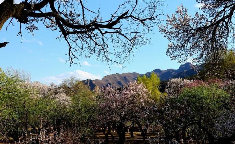 没有“十里桃花”？不要紧！乌素图“十里杏花”等着你！