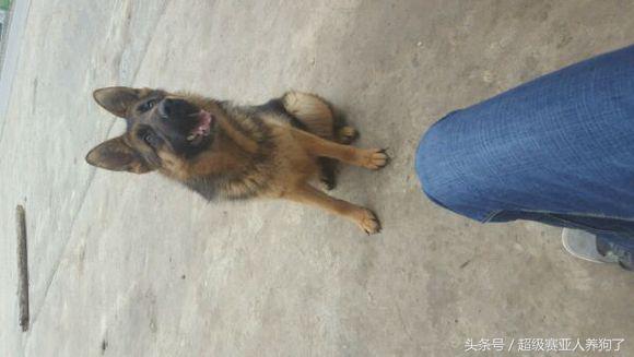 肩高50是怎么算的,肩高50cm正常吗