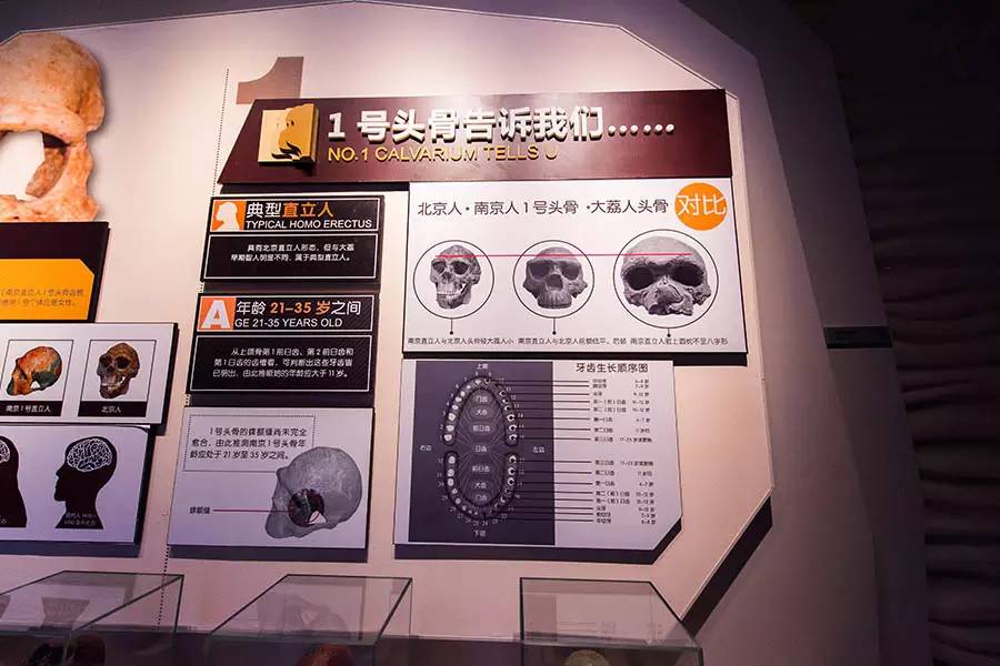 探寻人类的起源之谜,探寻人类祖先的奥秘