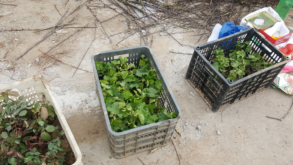 唐山市乐亭县大集,河北唐山乐亭大集