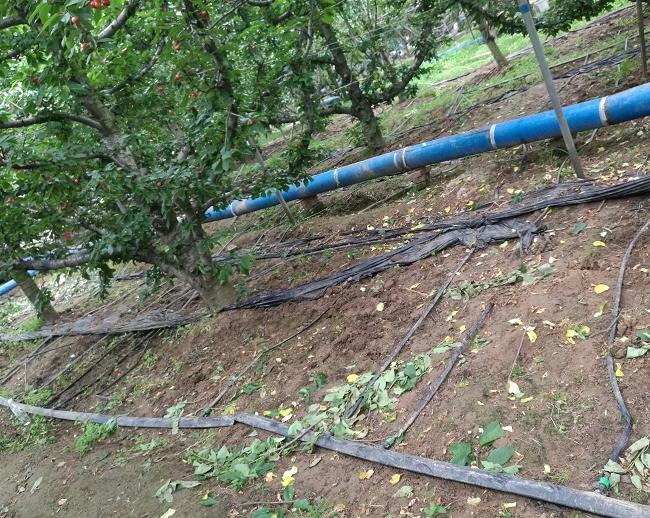 中国樱桃第一县,中国樱桃第一