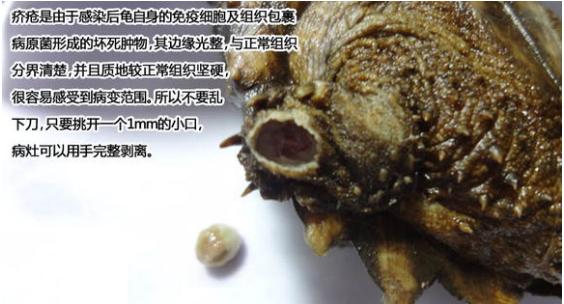 帮乌龟处理疥疮全过程,乌龟长疥疮了怎么治疗