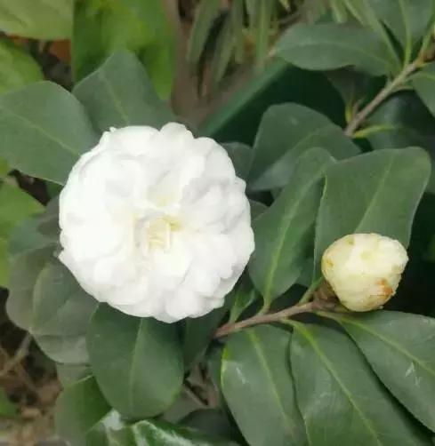 四大名花之山茶,中国百种山茶图片