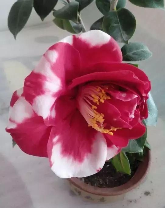 四大名花之山茶,中国百种山茶图片