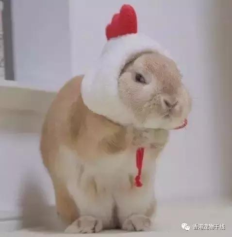 我的地盘听我的,我的地盘听我的翻唱现场