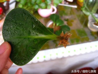 豆瓣绿怎么能长得粗壮,豆瓣绿能长多高