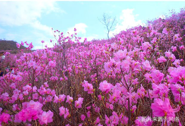 岫岩映山红一日游,岫岩映山红风景区合适爬山吗