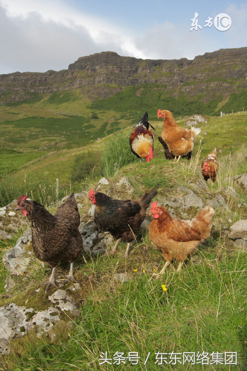 鸡群啄肛的原因是什么,鸡群啄毛的原因