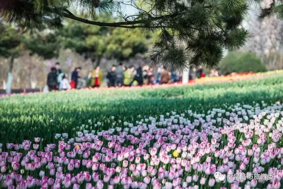给所有秦皇岛人,这里有一份春天请你查收!