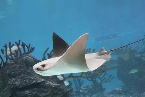 5种“臭味”出名的美食,几种臭味美食不能接受