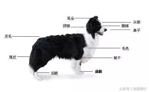 边境牧羊犬放羊vs德国牧羊犬放羊,放羊是德牧好还是边境牧羊犬好