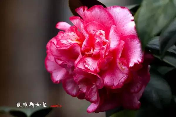 四大名花之山茶,中国百种山茶图片