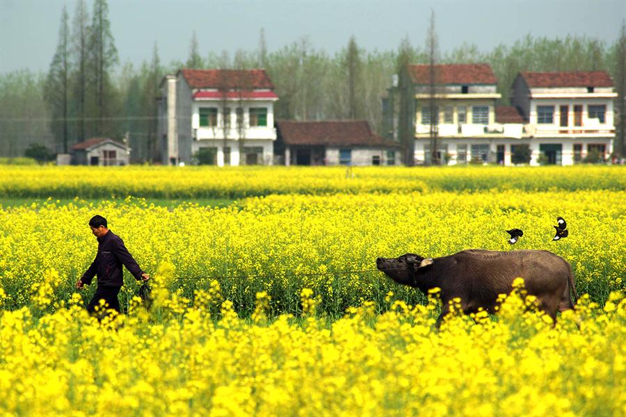 刘镇武故里,湘中明珠:湖南南县