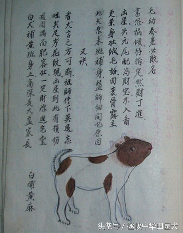 狗种类大全中华田园犬,中华田园犬之四眼土狗科普