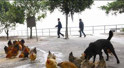 渔船码头的故事,轮渡码头故事大全