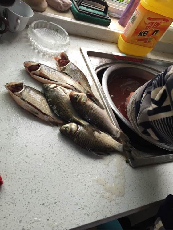 边牧狗狗怀孕多少天显肚子,边牧怀孕多久才可以照b超