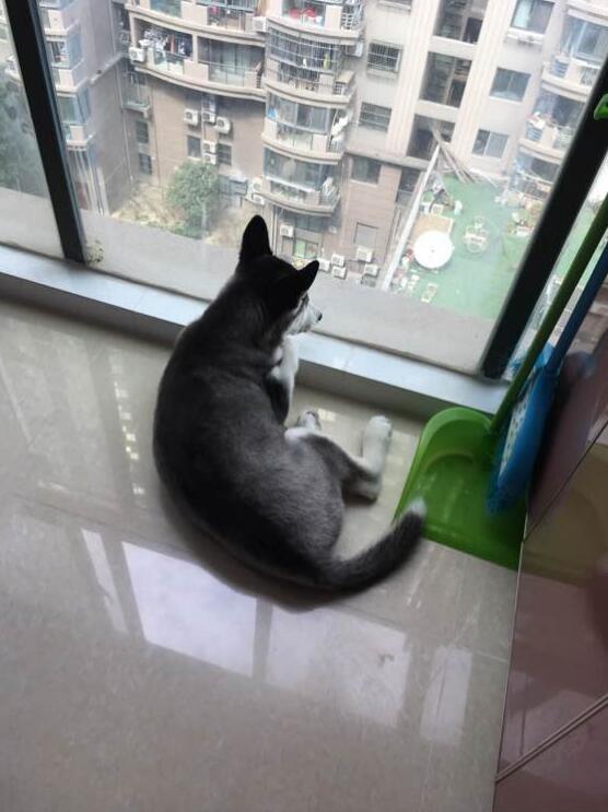 哈士奇该如何训练不拆家呢,怎么训练哈士奇在家不拆家