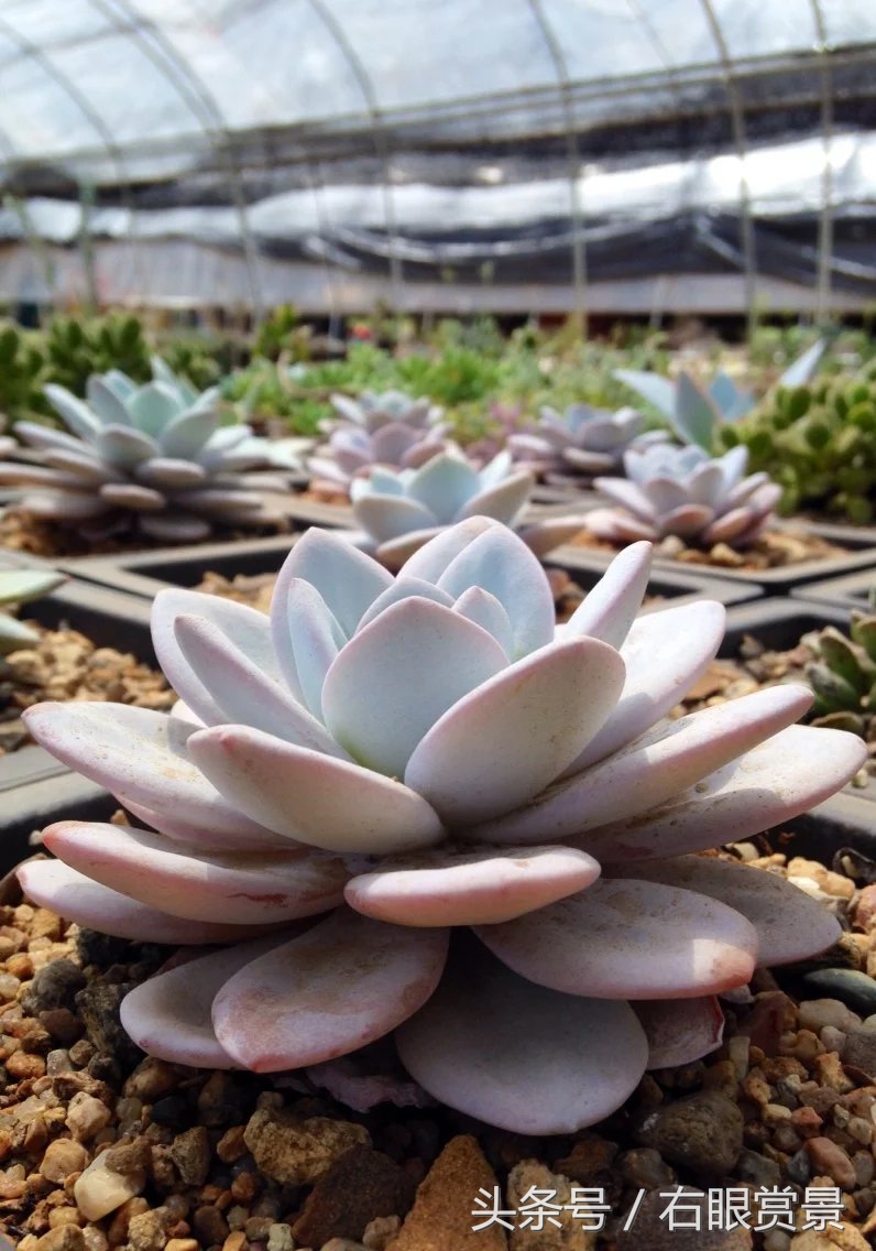 精品多肉颗颗都是韩版欧货老桩让您大呼过瘾