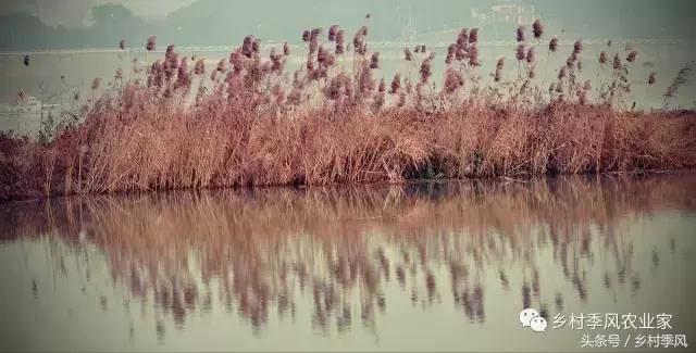 汶上芦花鸡散养基地,芦花鸡是什么鸡
