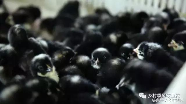 汶上芦花鸡散养基地,芦花鸡是什么鸡