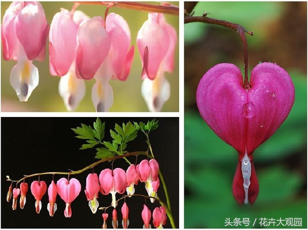 盘点哪些优美的花又不常见,盘点那些不好看的花