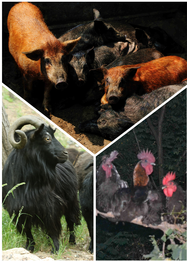 首届“山东好礼·一城一品”评选启动，选出你心中的“淄博礼物”