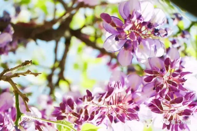 紫藤挂云木，香风留美人——林州龙凤山公园的紫藤花开了！