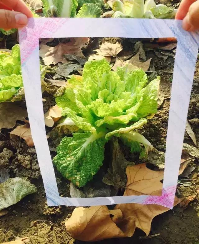 运城华德福森林幼儿园,华德福幼儿园的利弊