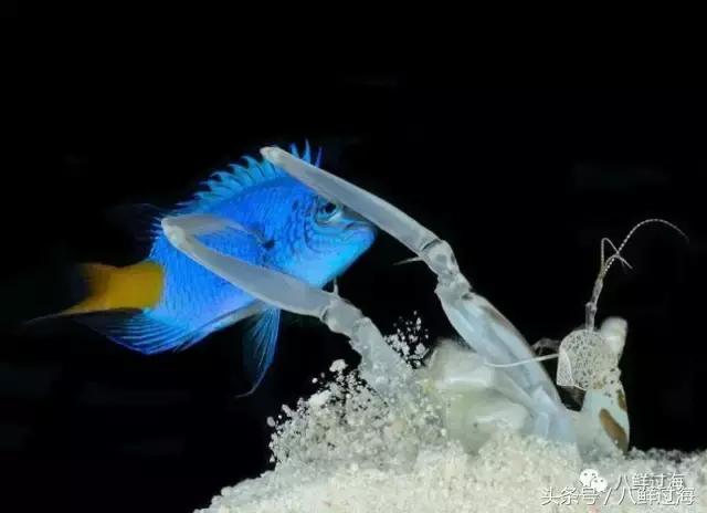 比手臂还粗的皮皮虾你吃过了吗,比手臂还要大的皮皮虾你吃过没有