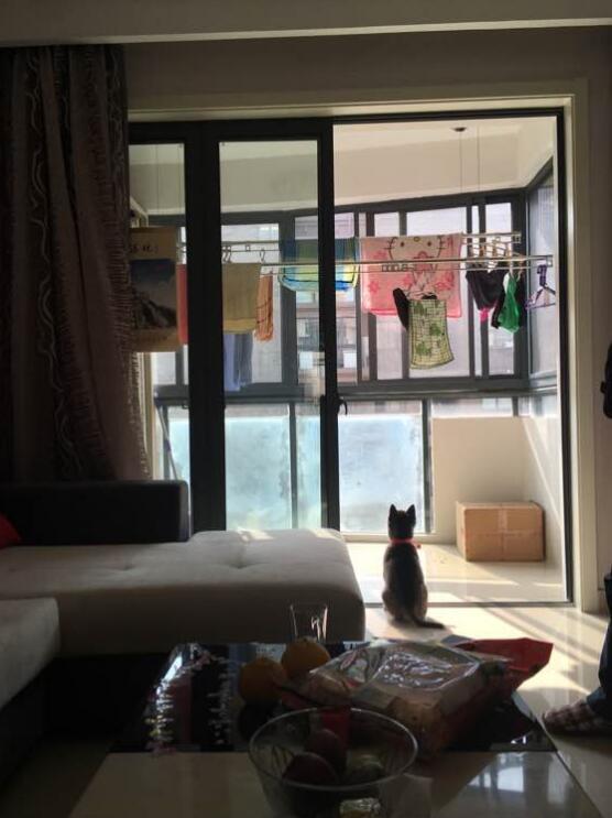 哈士奇该如何训练不拆家呢,怎么训练哈士奇在家不拆家