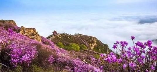 大连杜鹃花海景区,庄河歇马山杜鹃花