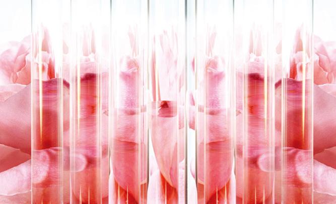 大马士革玫瑰的美丽,大马士革玫瑰和无人区玫瑰