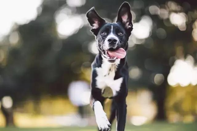 你家狗有脖子吗,狗狗身上有小黑点毛发涩