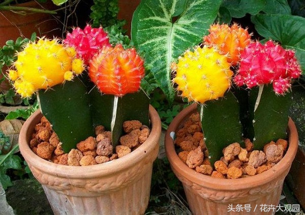 盘点哪些优美的花又不常见,盘点那些不好看的花