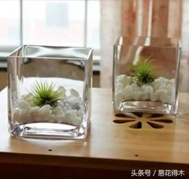 陶瓷花盆适合种什么花,仿瓷的花盆养花好吗