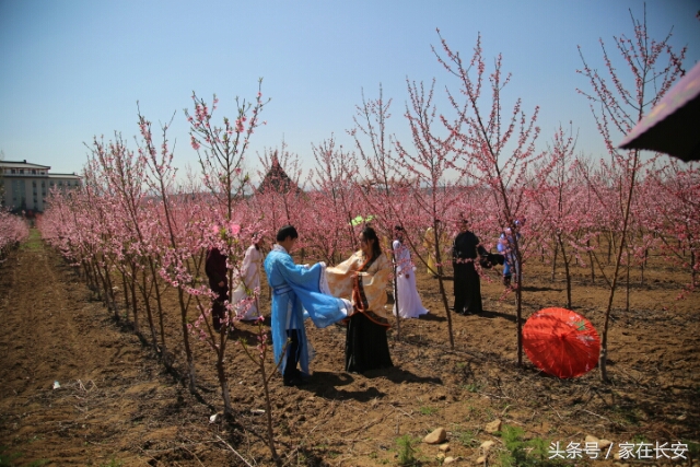 西安桃花花海旅游节,西安长安桃花园景区