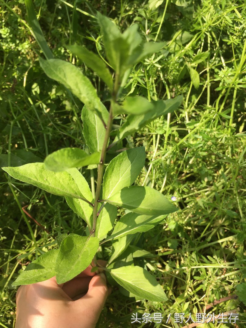 野生枸杞芽野菜,美味的纯天然野菜