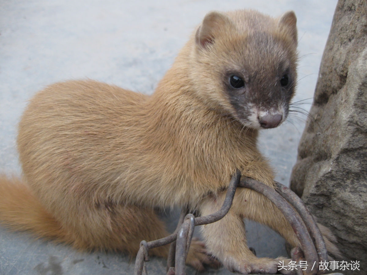 黄鼠狼报复屠夫,黄鼠狼猎杀过程