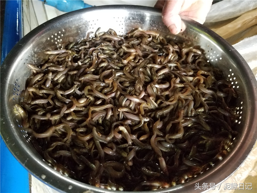 吐槽的泥鳅、黄鳝、青蛙，究竟怎么样