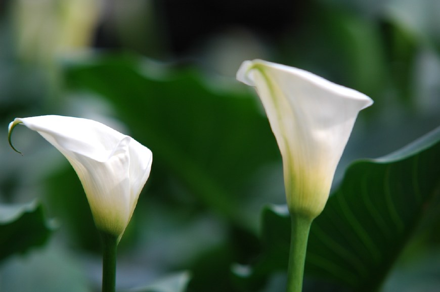 马蹄莲挺秀雅致，花苞洁白，叶片翠绿，可药用清热解毒，治烫伤