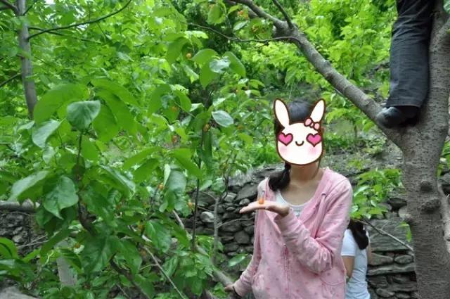 成都周边哪里樱桃最好吃,成都樱桃采摘园附近最近地方