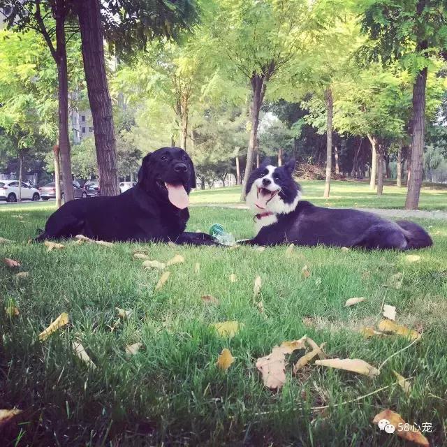 这家公司在办公室里养了十几只宠物员工幸福指数真高