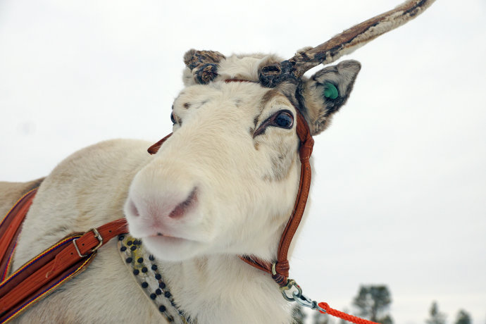 芬兰的奇幻之旅,芬兰旅游攻略