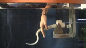 章鱼机器人机械臂,蒸汽章鱼机器人